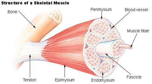 Muscle Fiber Structure
