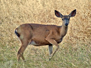 startled-deer