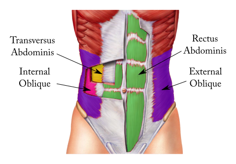 Abdominal-Muscles-Anatomy