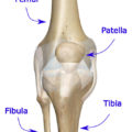 knee-joint-anatomy